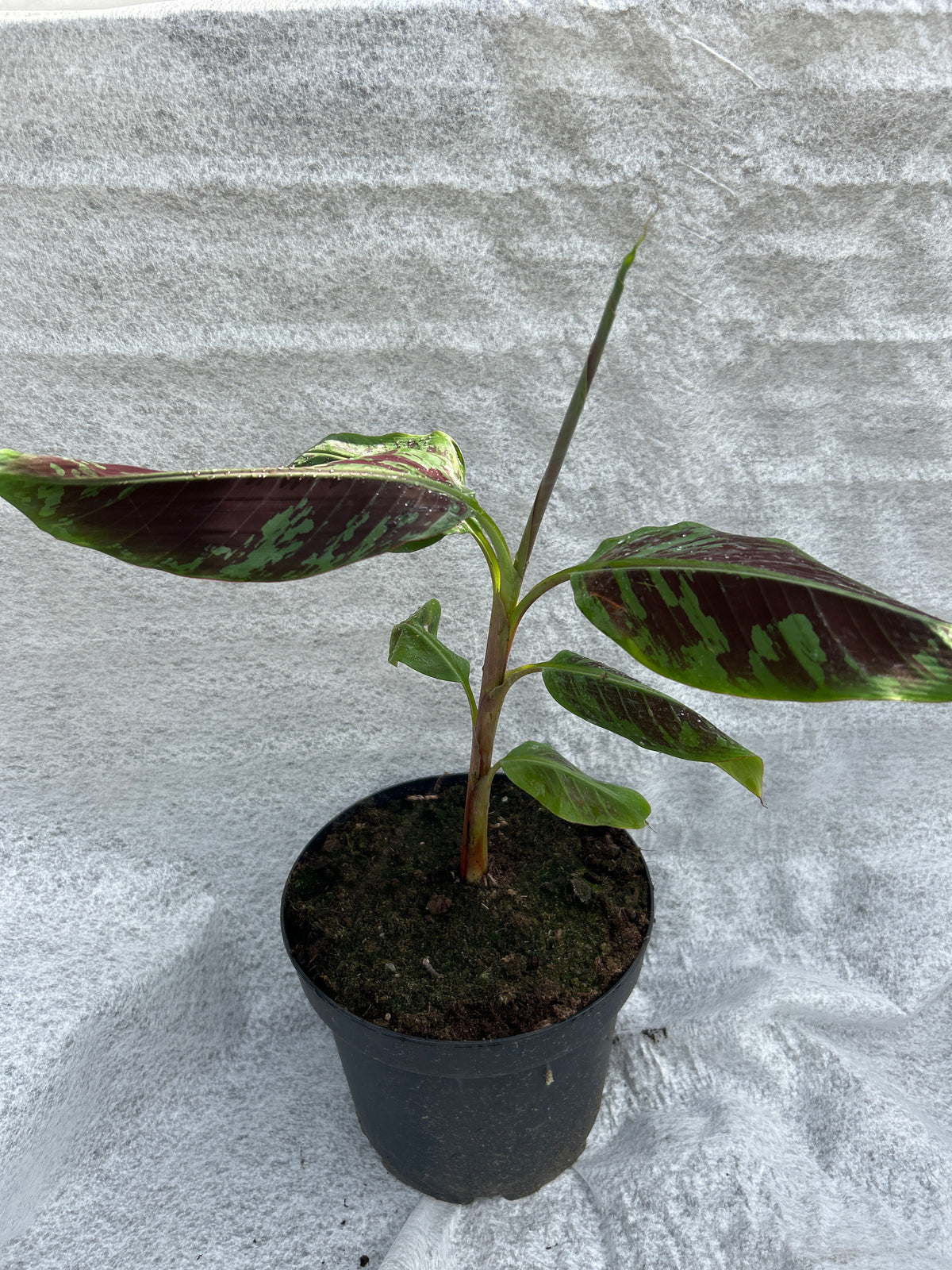 Musa Sumatrana Zebrina