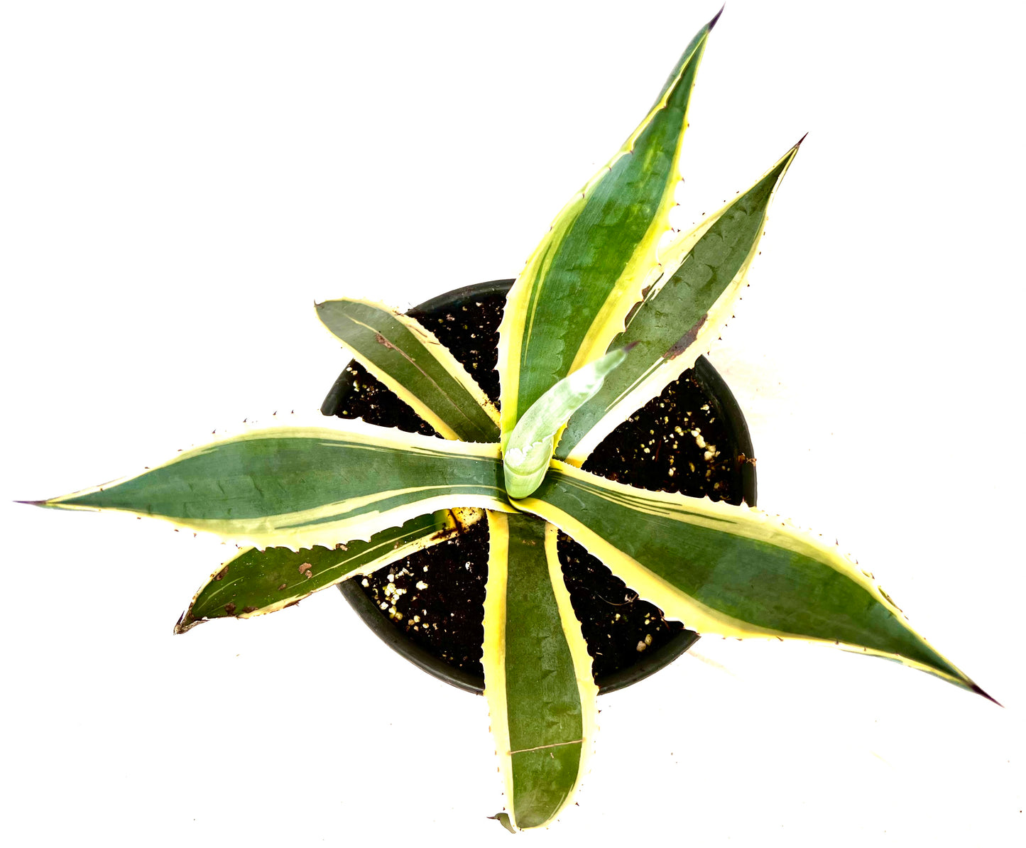 Agave Americana Variegata