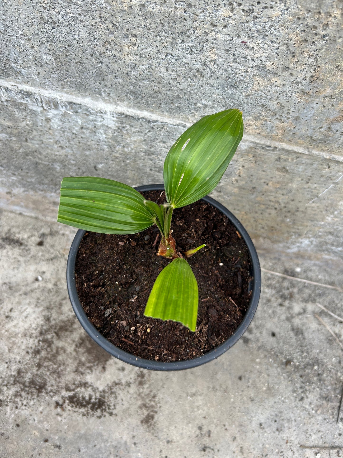 Trachycarpus Latisectus