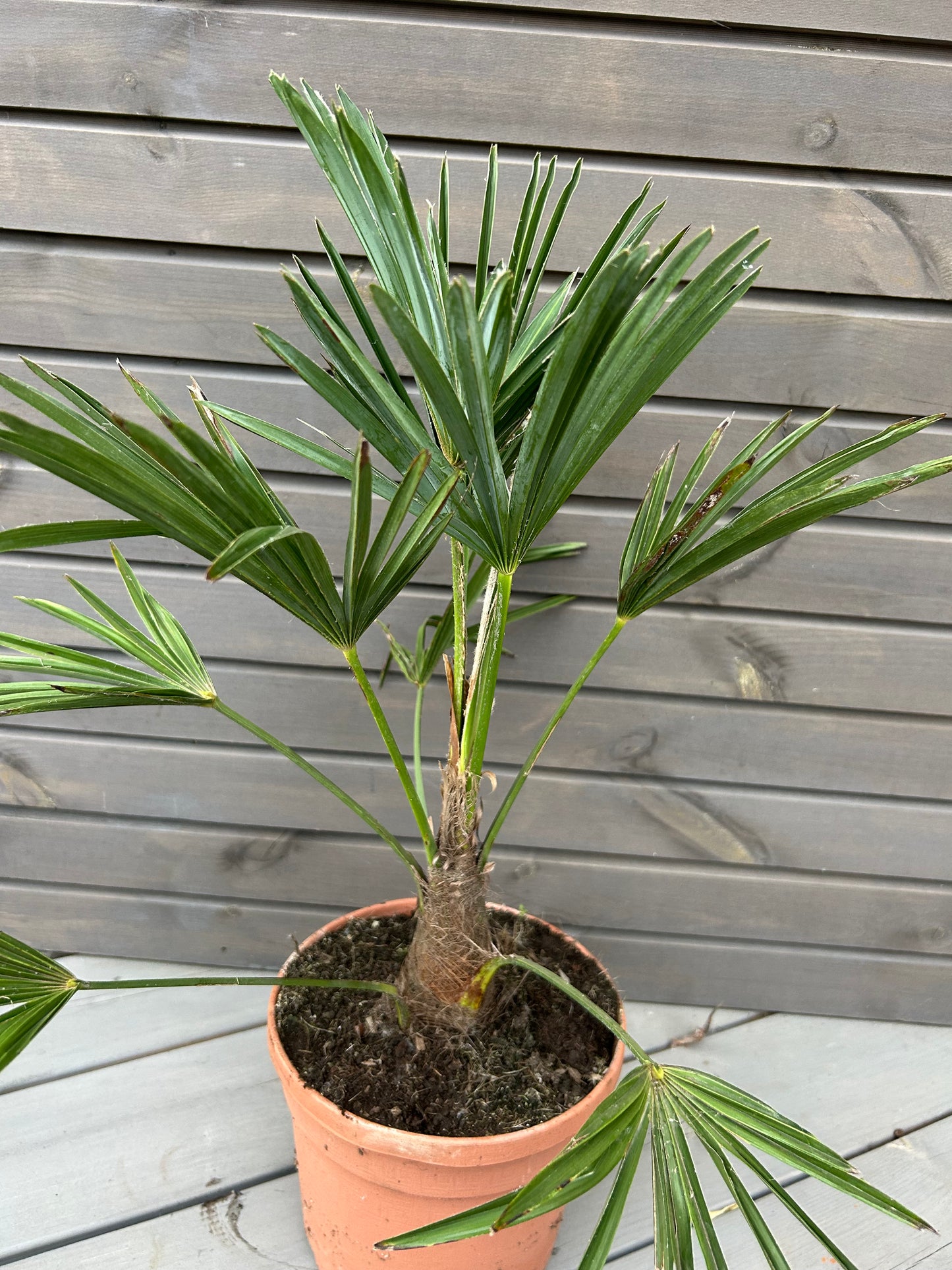 Trachycarpus Wagnerianus