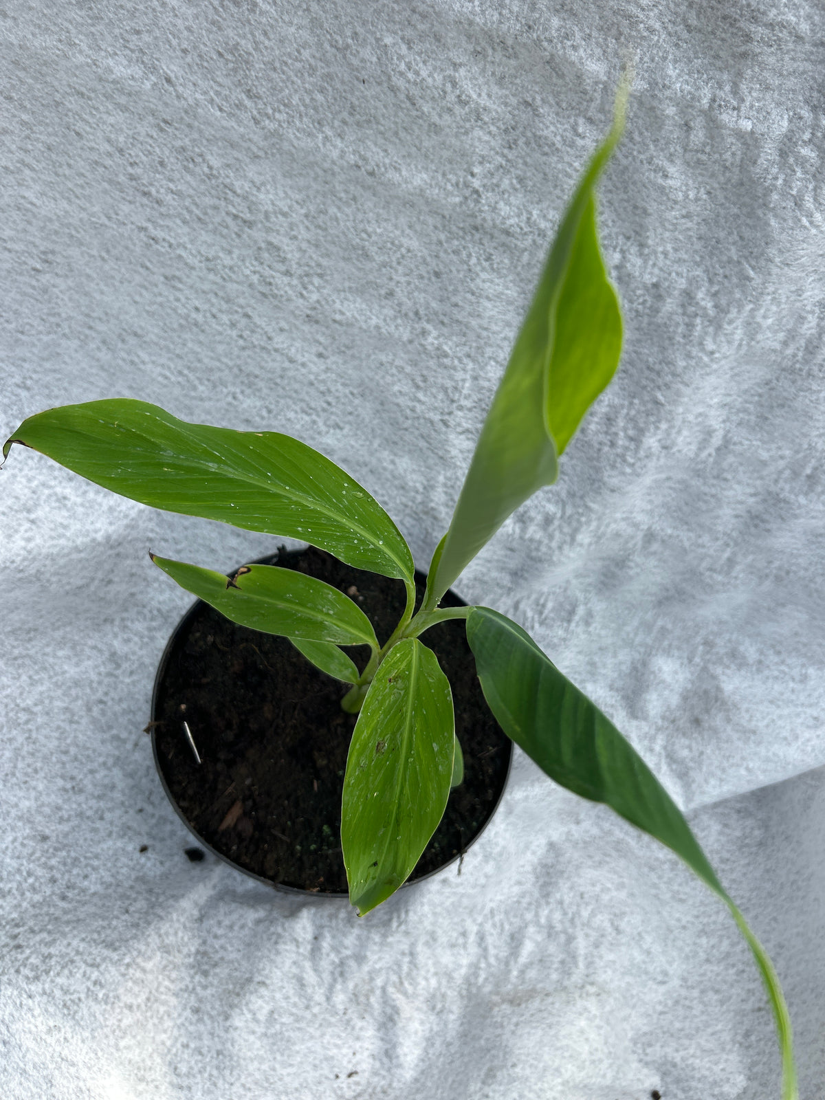 Musa Thai Black