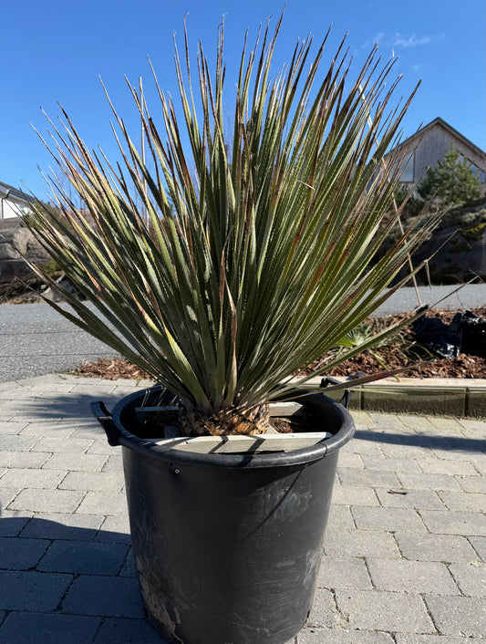 Dasylirion glaucophyllum