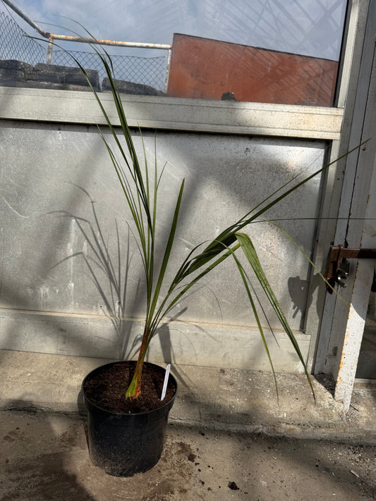 Butia Odorata Super Silver