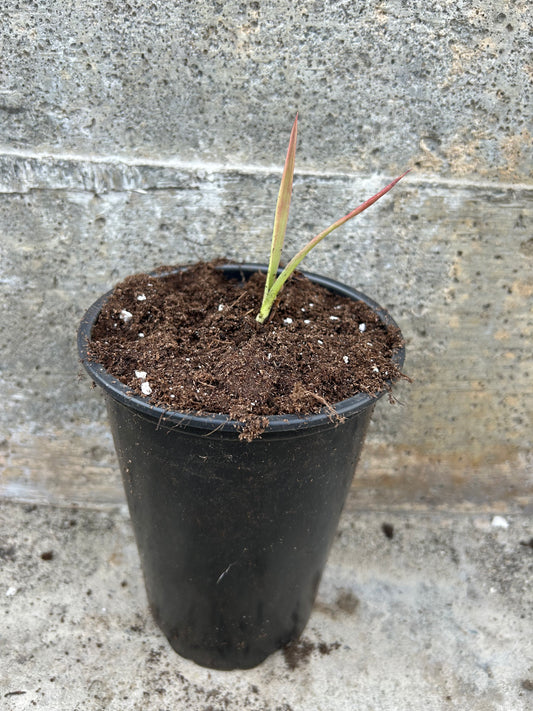 Yucca Aloifolia