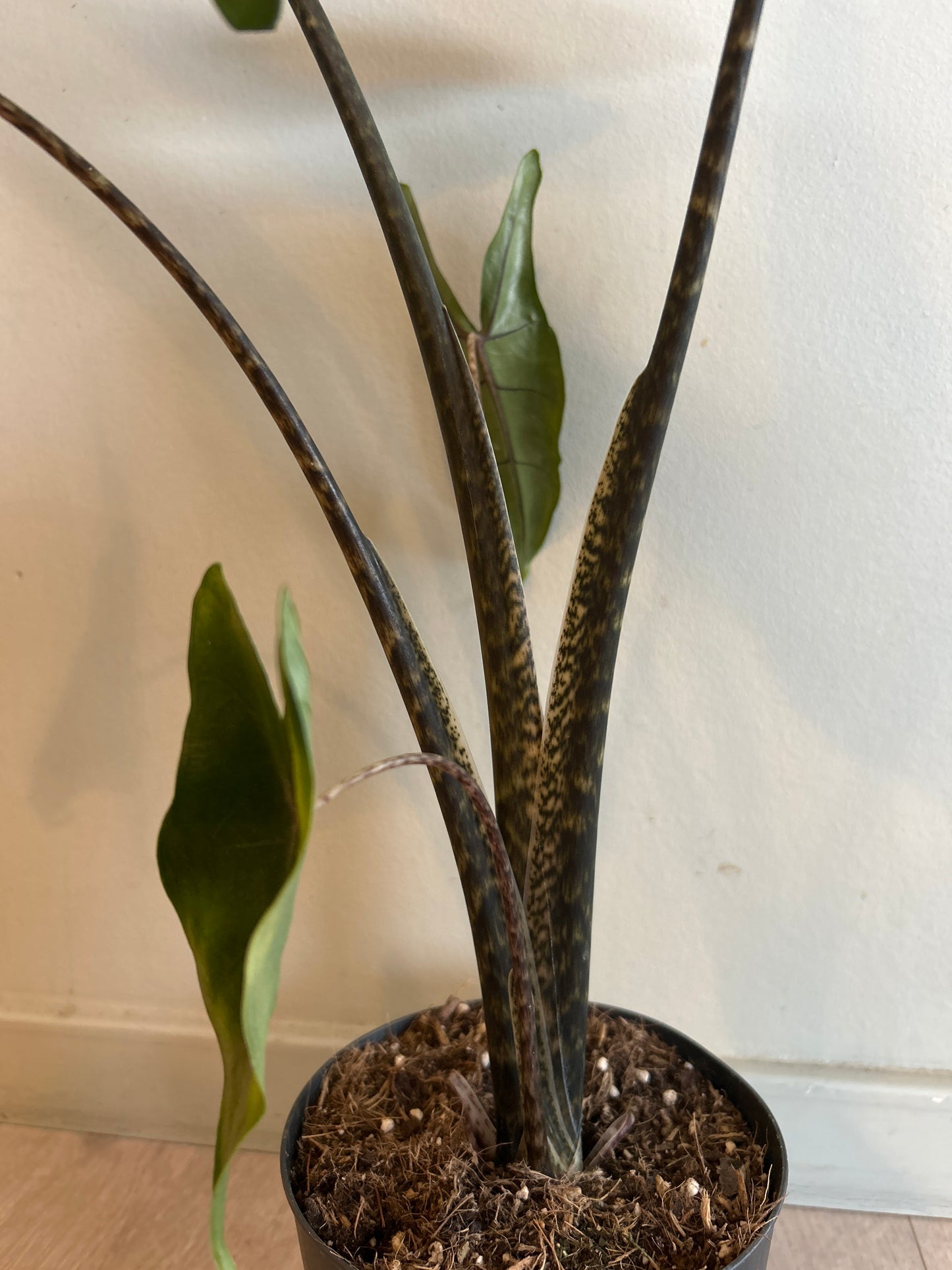 Alocasia zebrina 'Tigrina Superba'