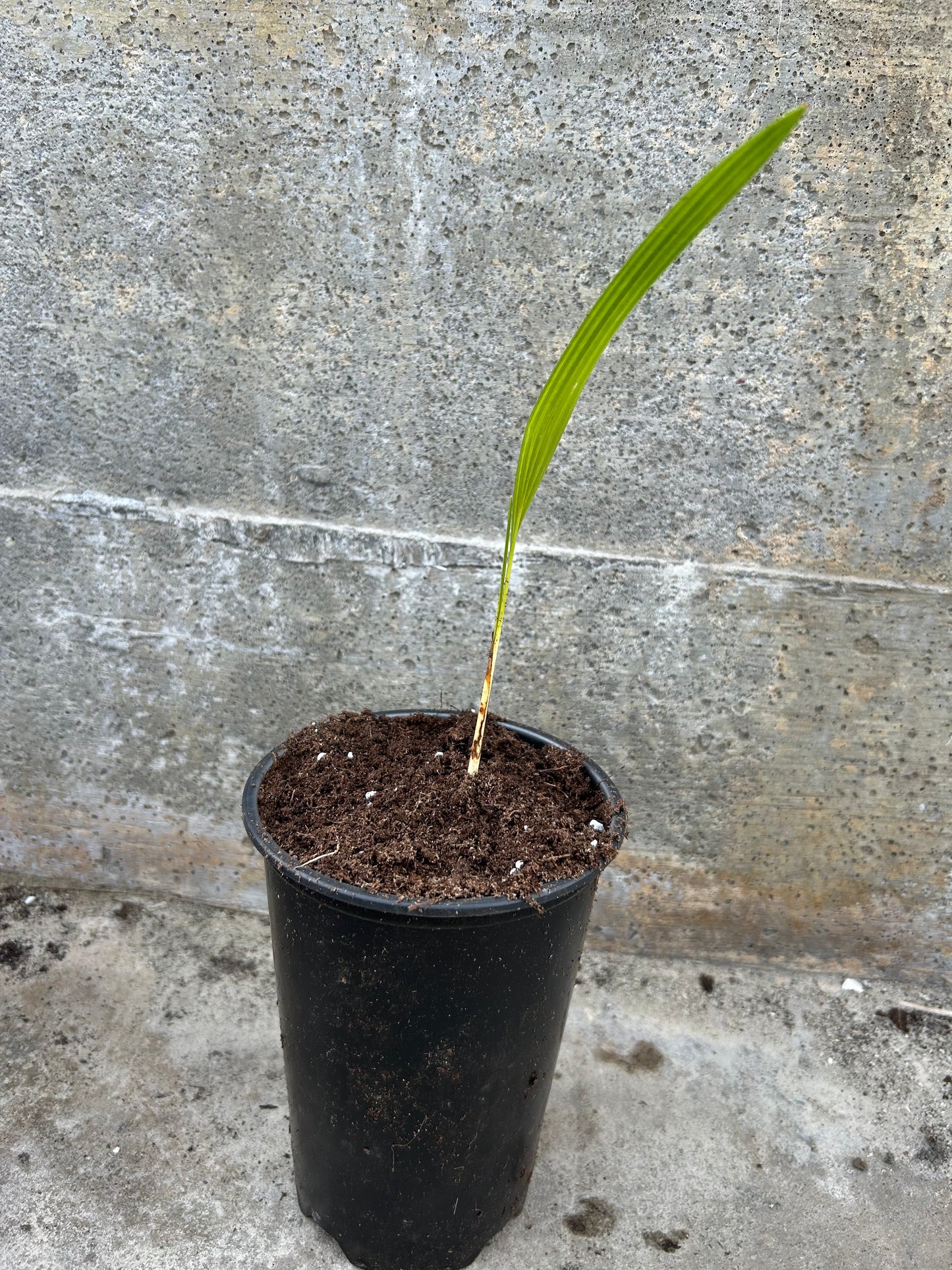 Trachycarpus (Wagnerianus X Fortunei) x Kinla Hill