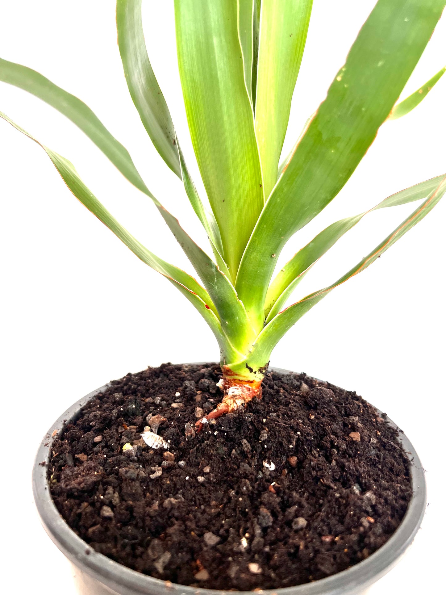 Dracaena Draco