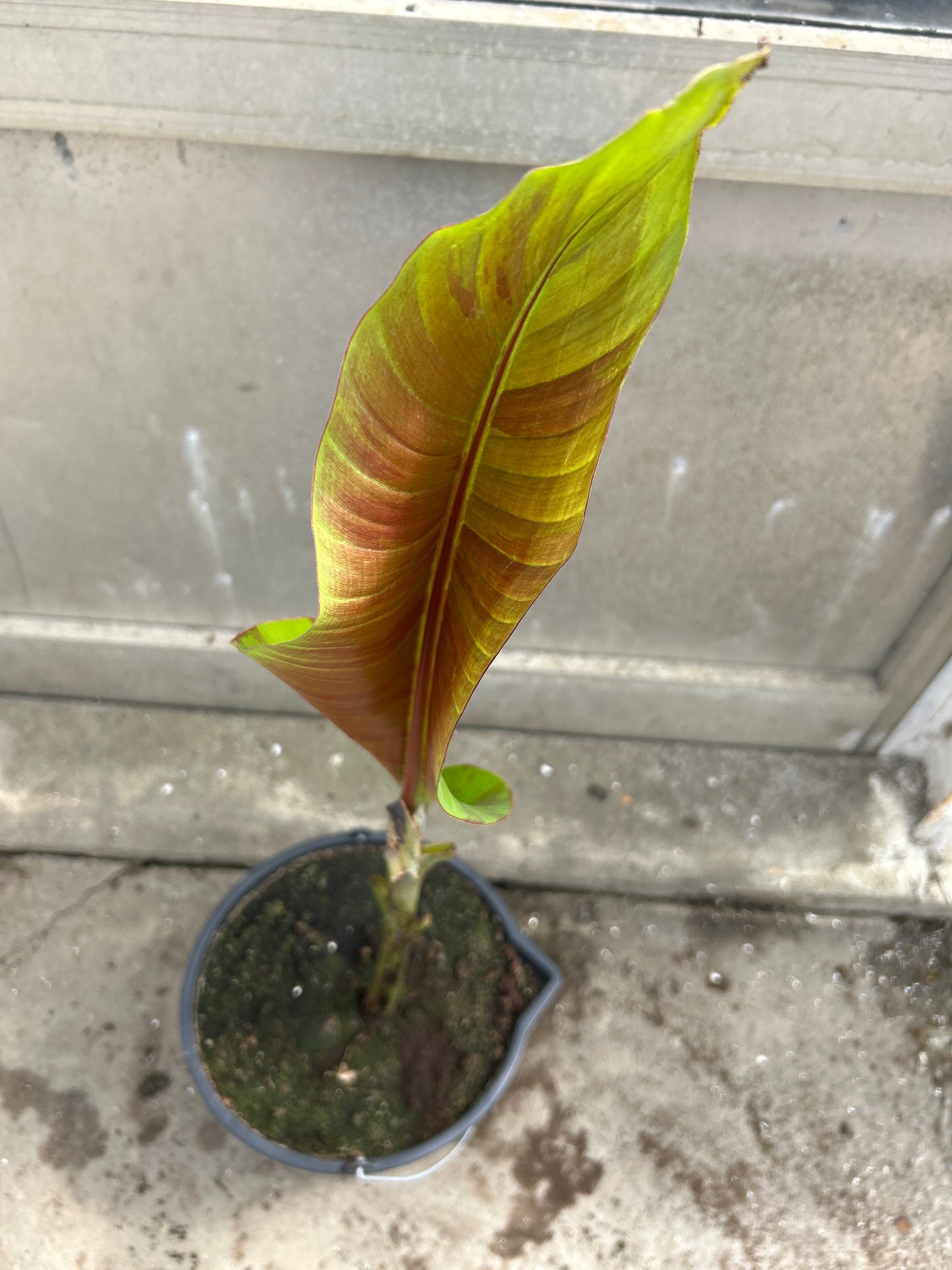 Musa Helens hybrid