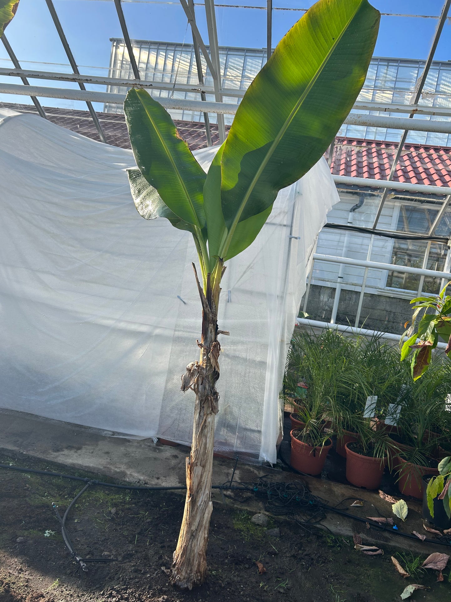 Musa acuminata Grand Nain XL