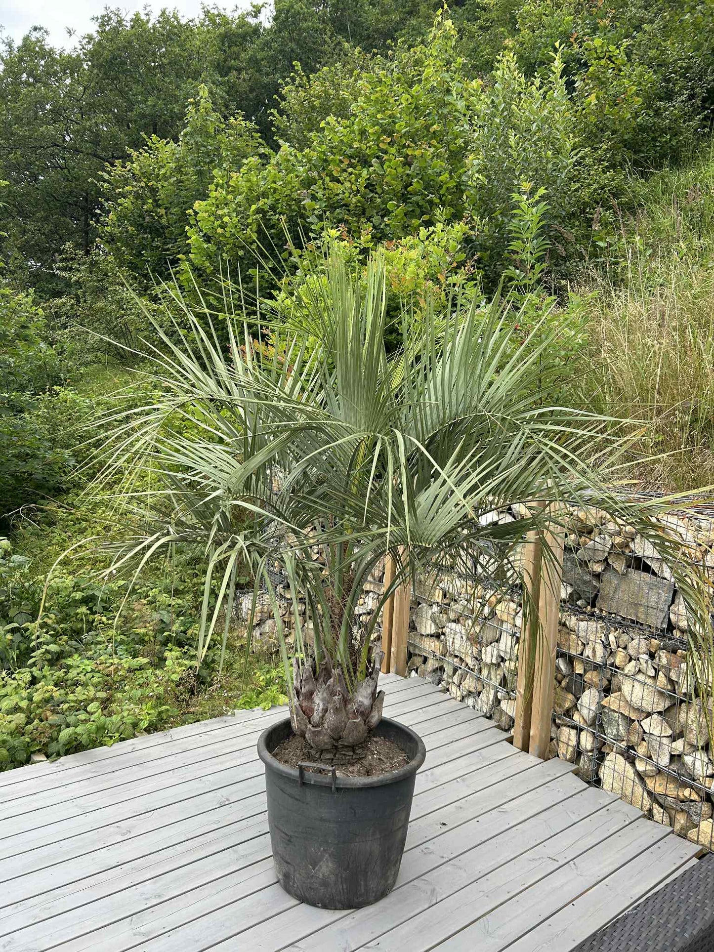 Butia Eriospatha