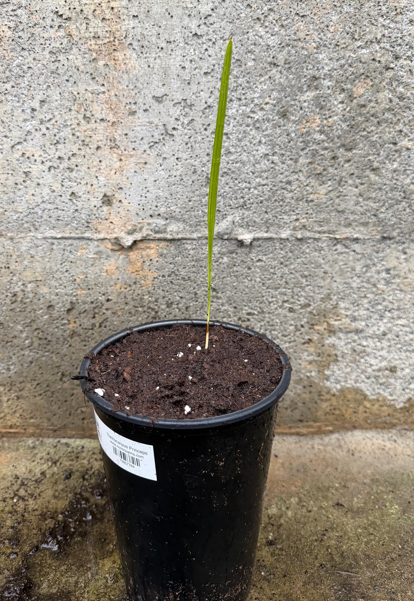 Trachycarpus Princeps