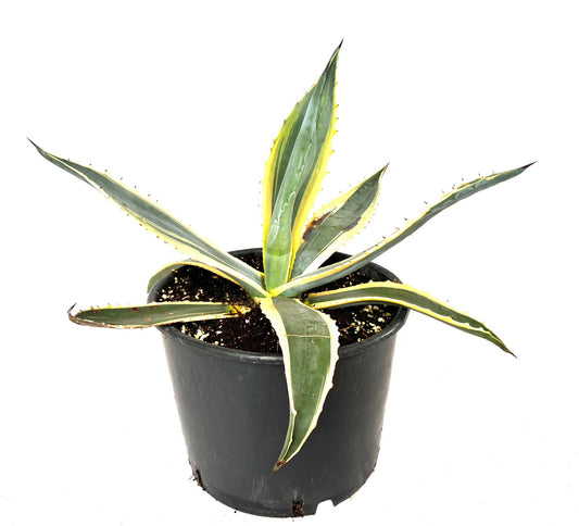 Agave Americana Variegata