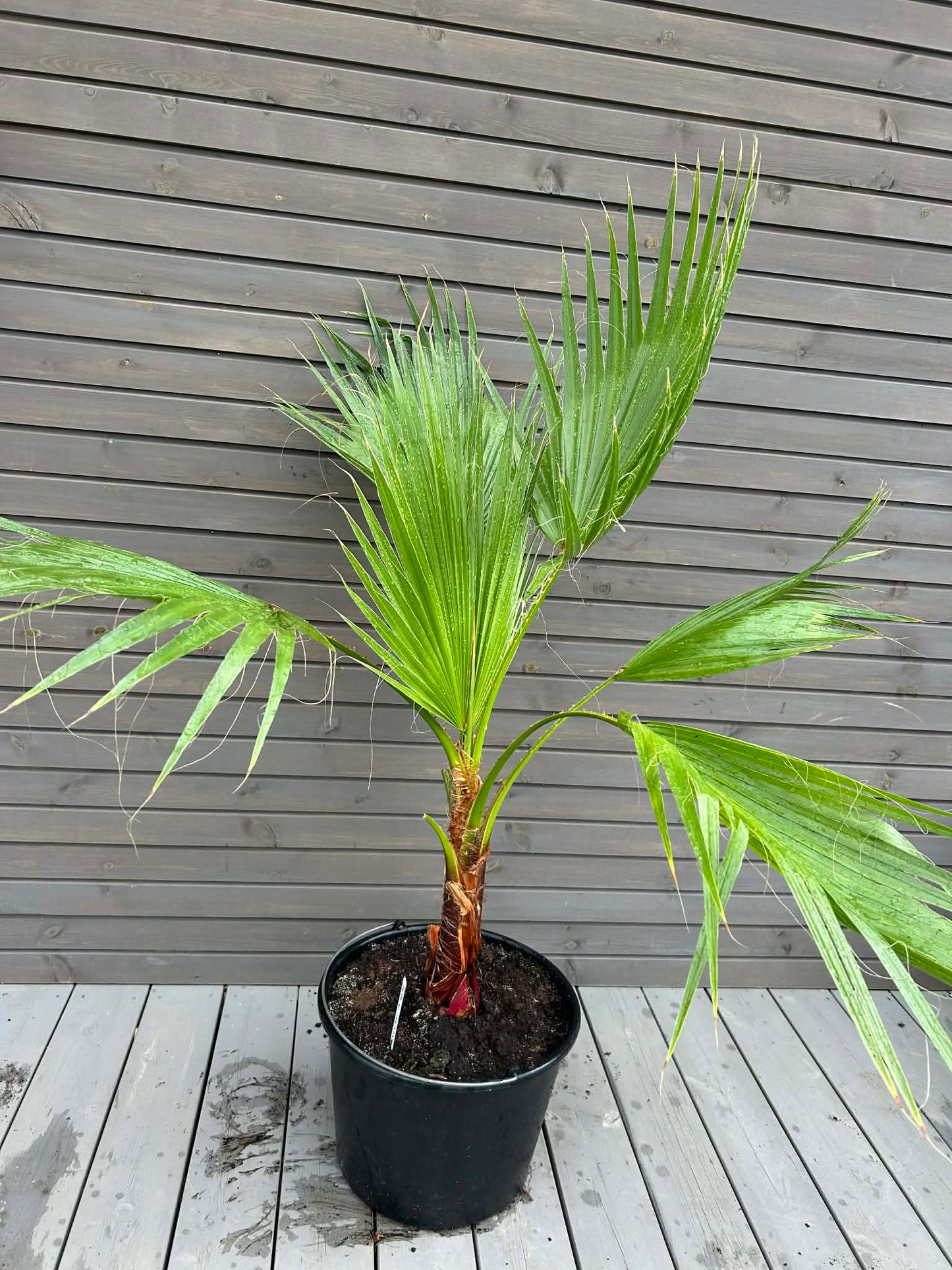 Washingtonia Robusta 20L