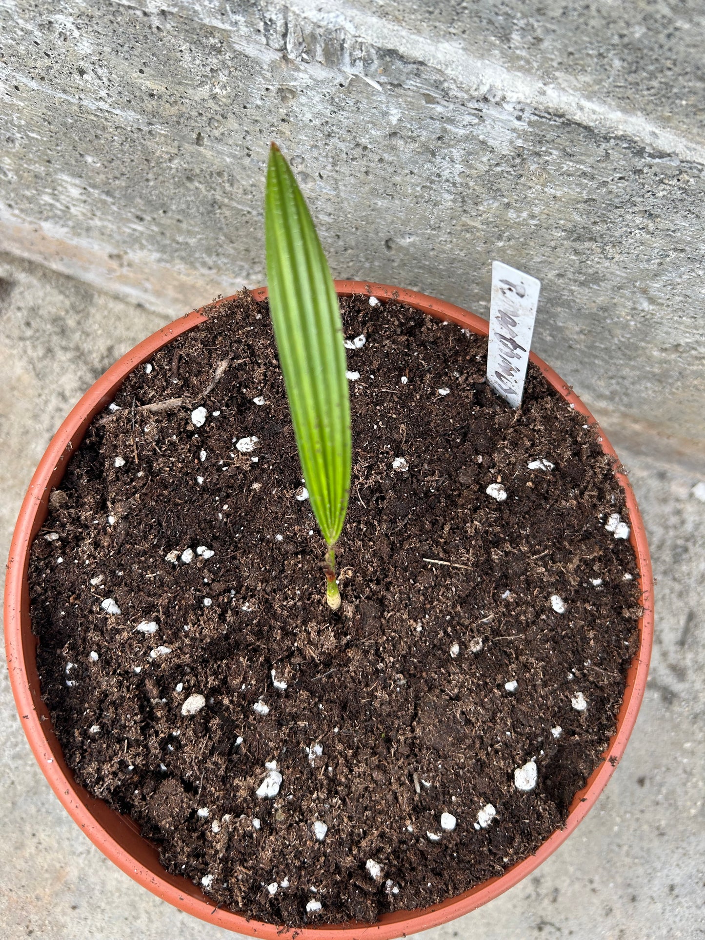 Trachycarpus Martianus ‘Nepal’