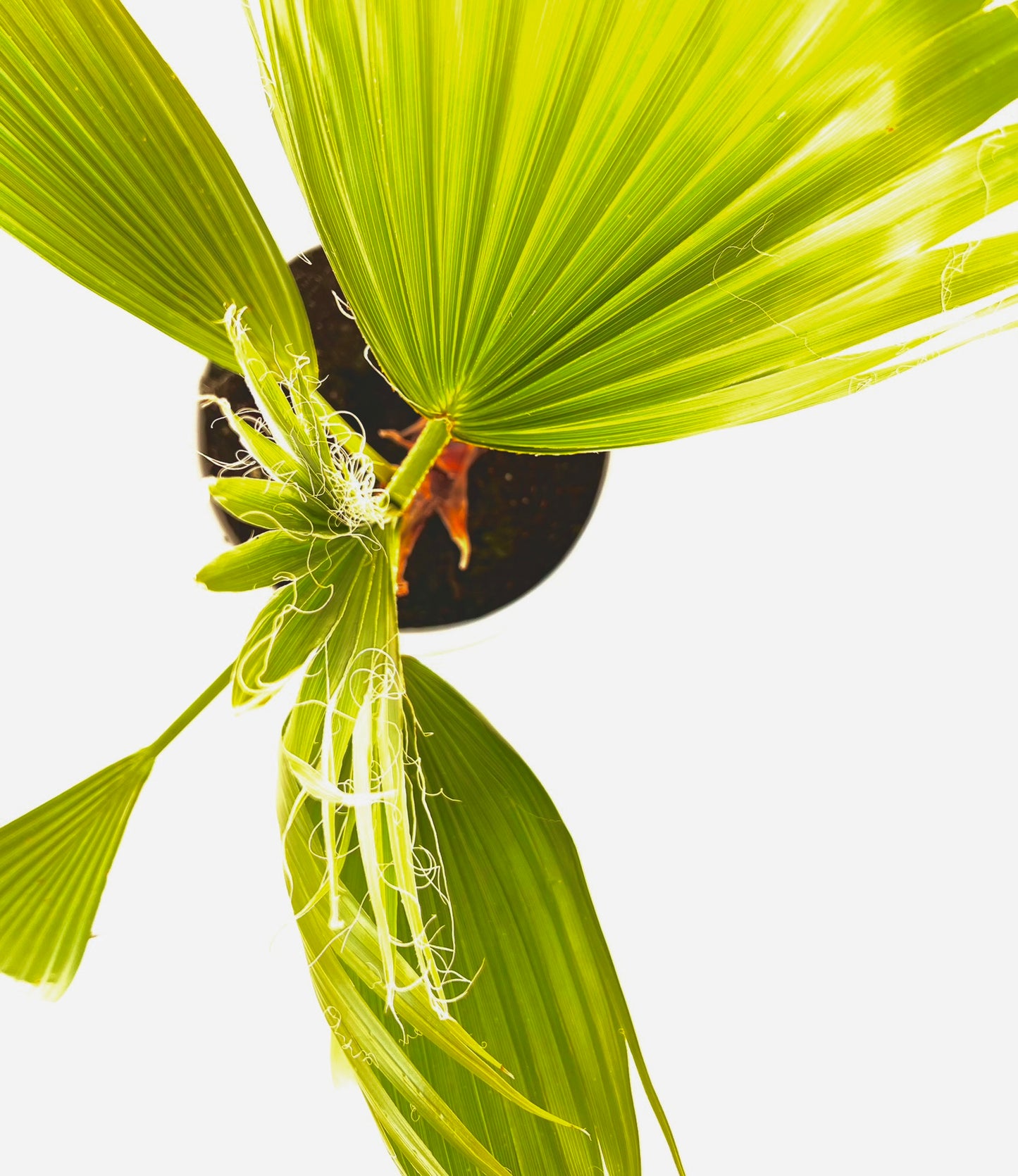 Washingtonia Robusta 12L