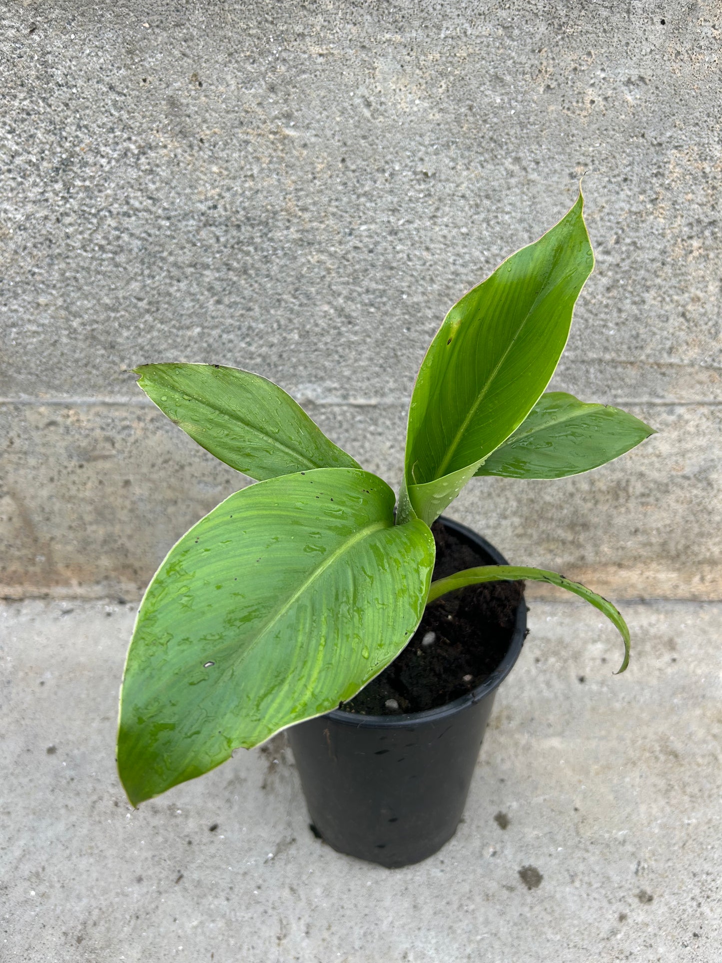Ensete ventricosum
