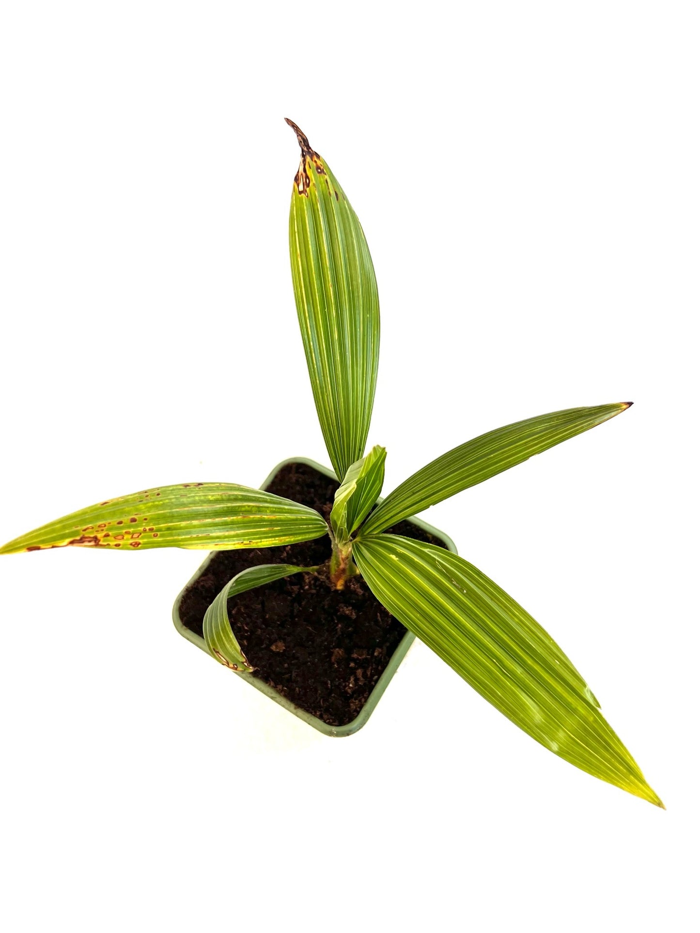 Trachycarpus Fortunei 1.5L