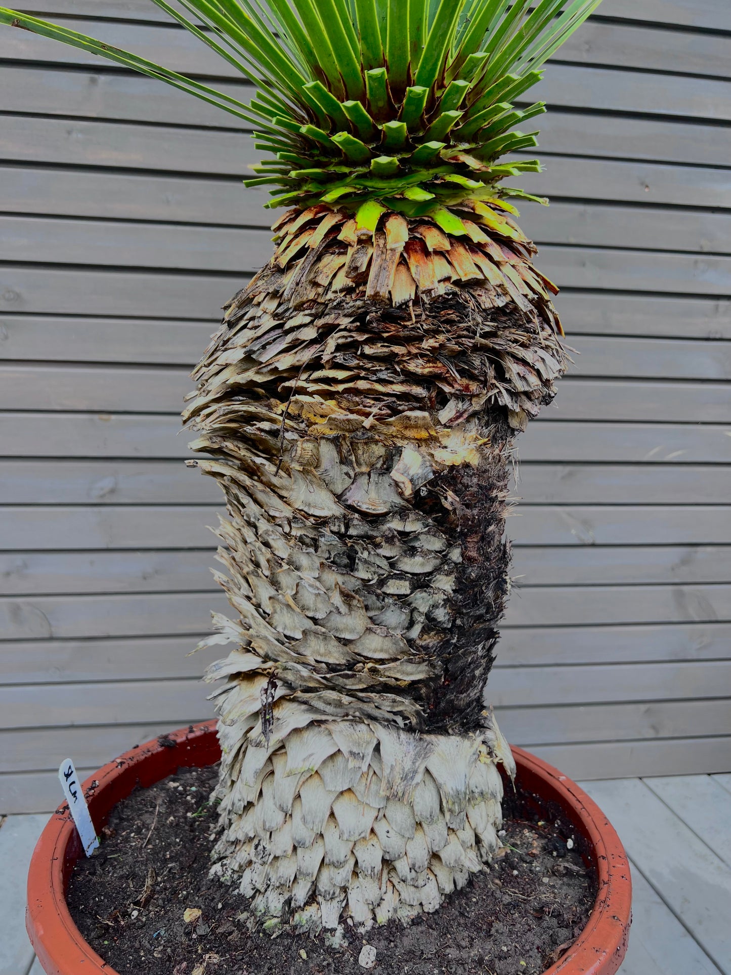 Yucca Rostrata 51cm
