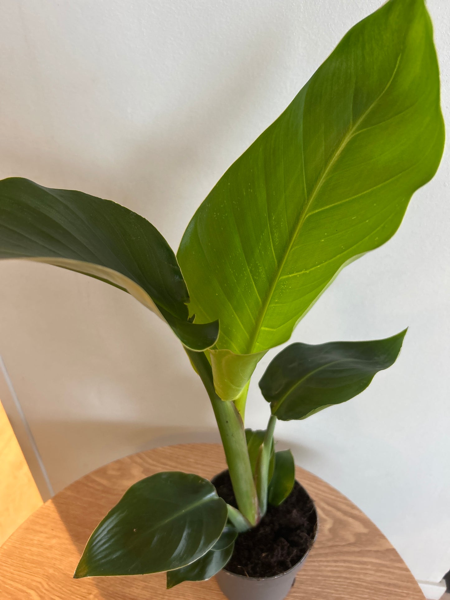 Strelitzia Nicolai