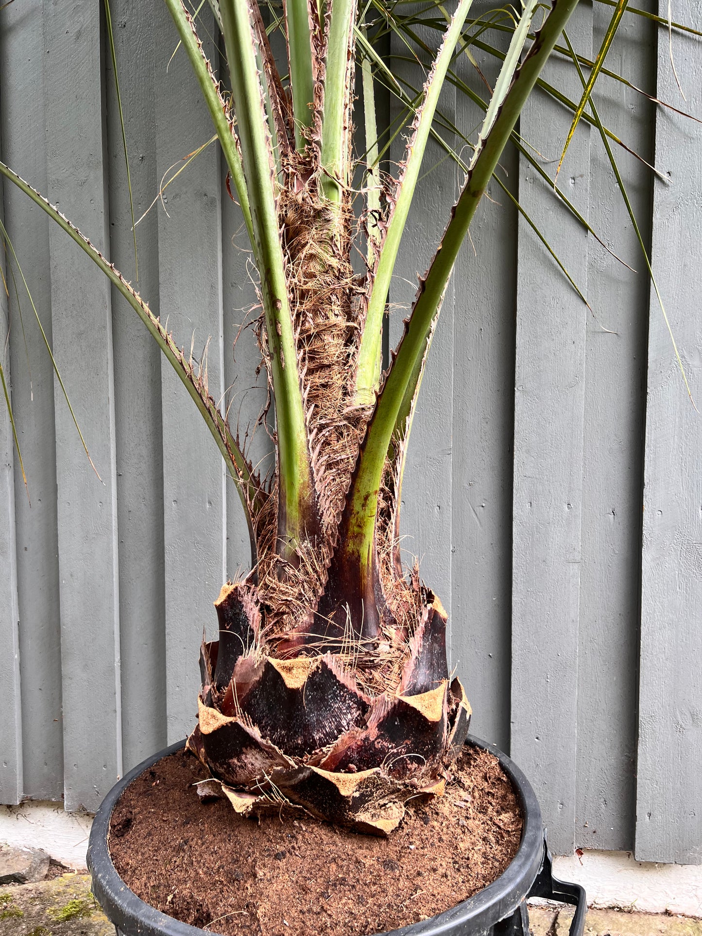 Butia Capitata 35cm