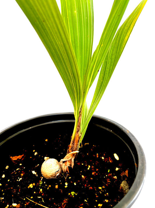 Beccariophoenix Alfredii