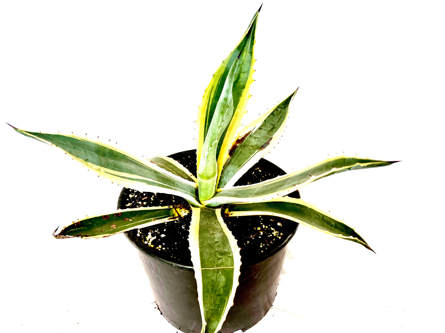 Agave Americana Variegata