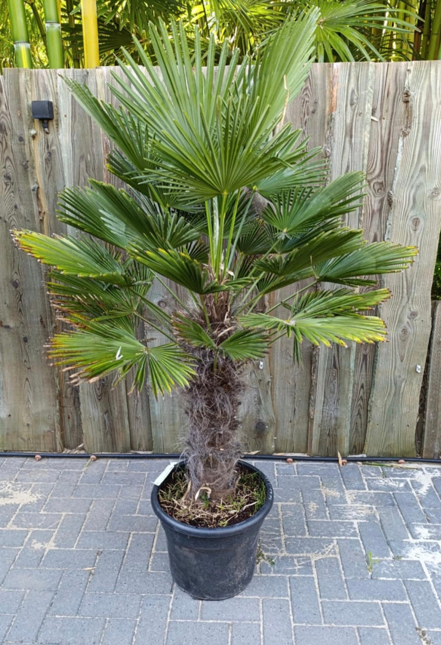Trachycarpus Wagnerianus 90cm