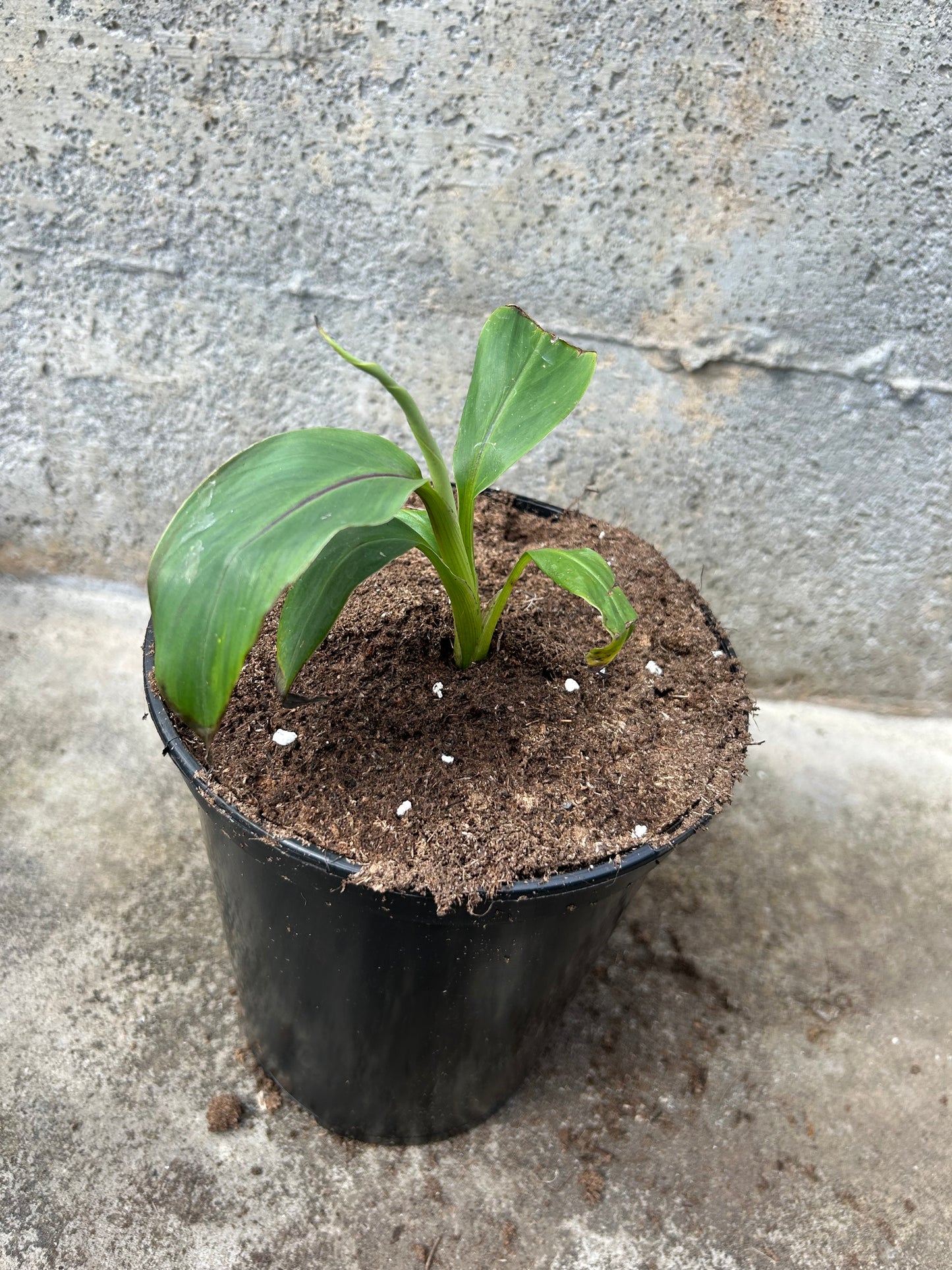 Musa Sikkimensis Red Tiger
