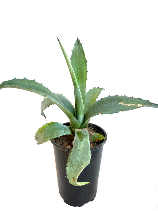 Agave Americana 3L