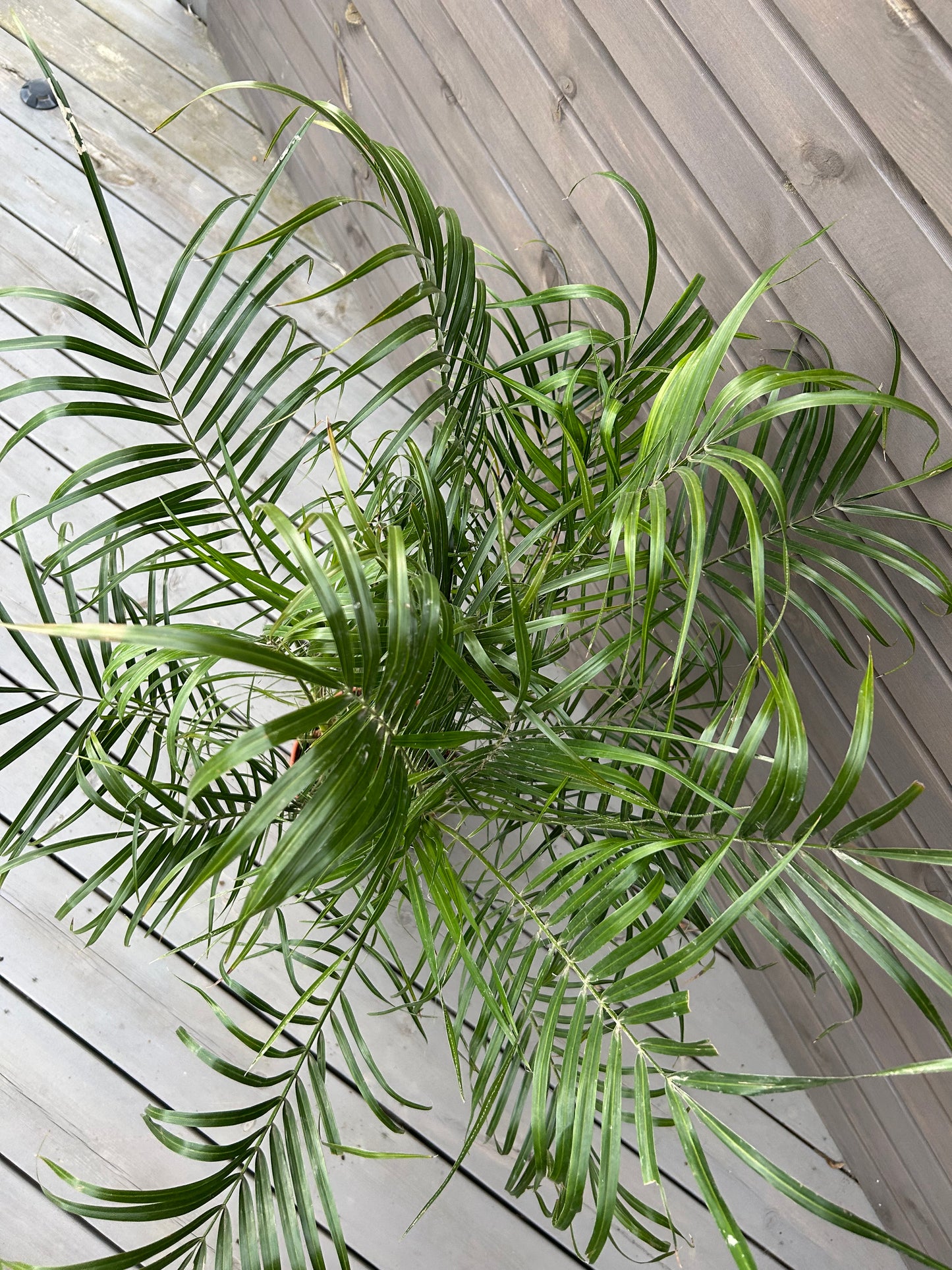 Phoenix Roebelenii