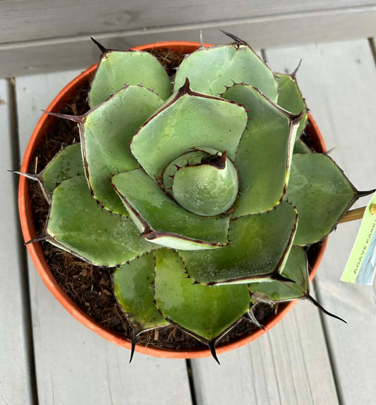 Agave parryi var. truncata