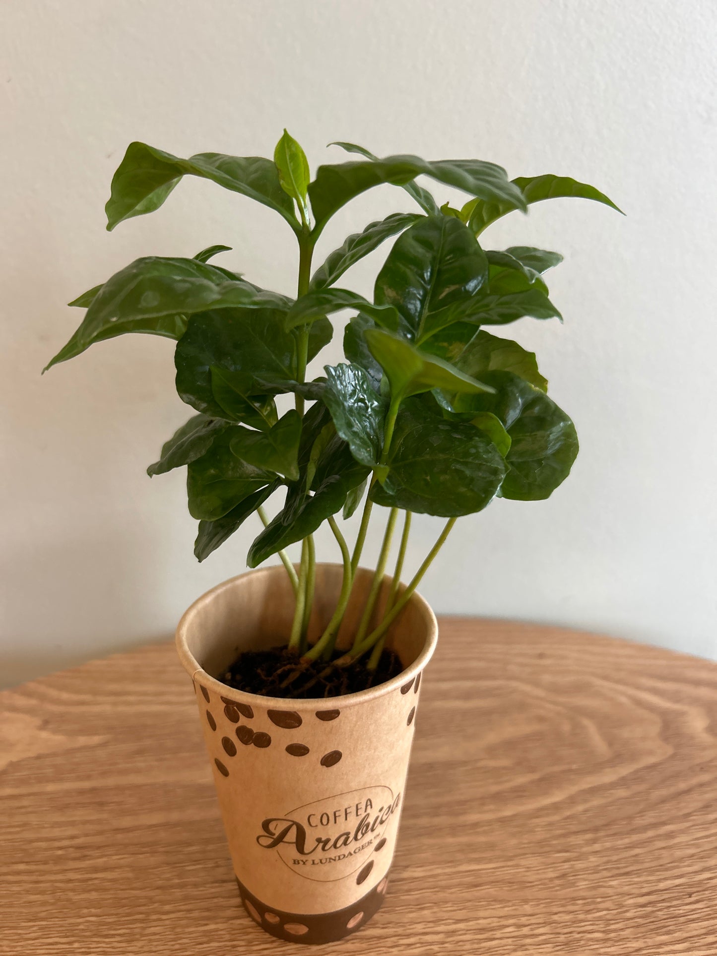 Coffea Arabica