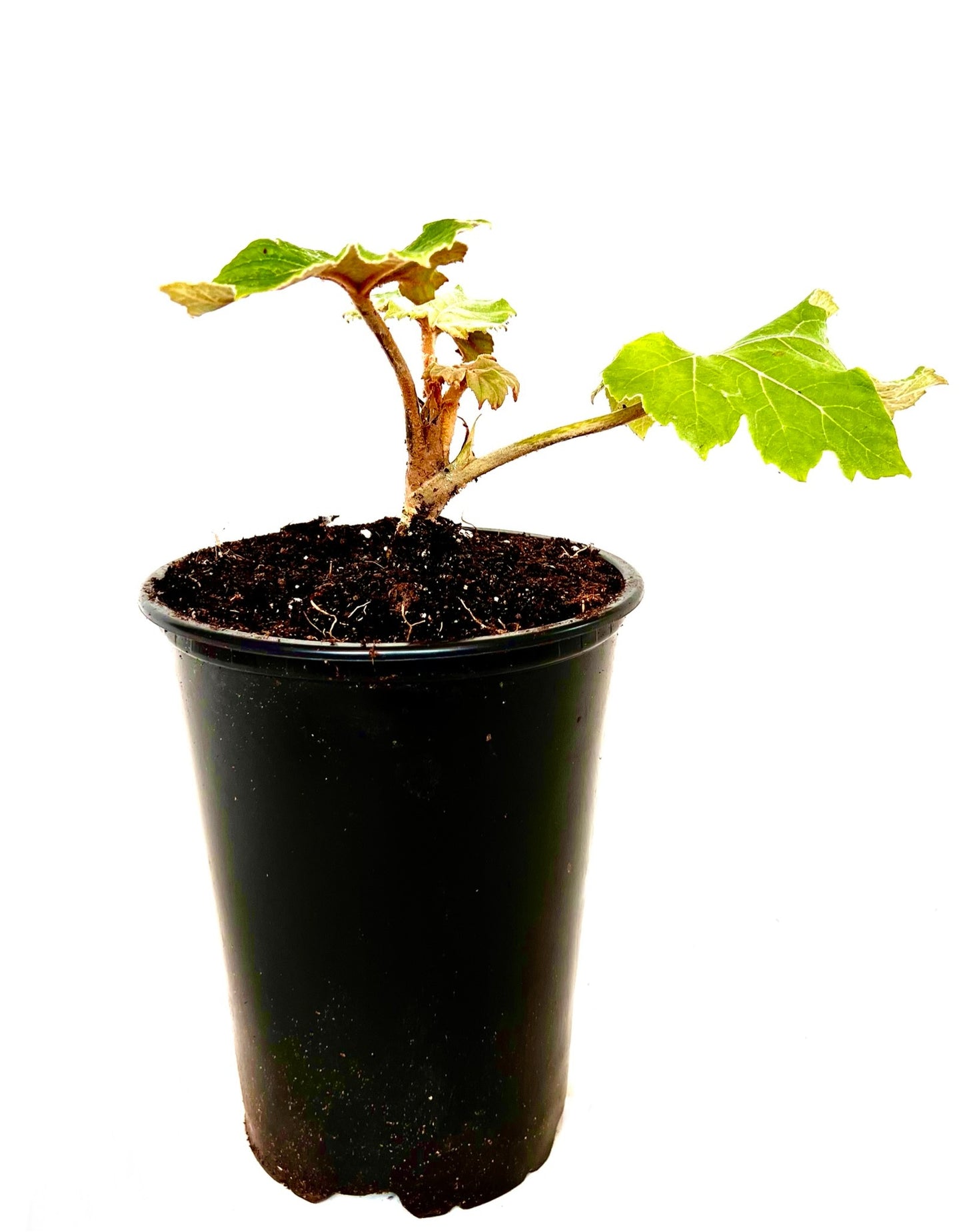 Tetrapanax papyrifer 'Rex'