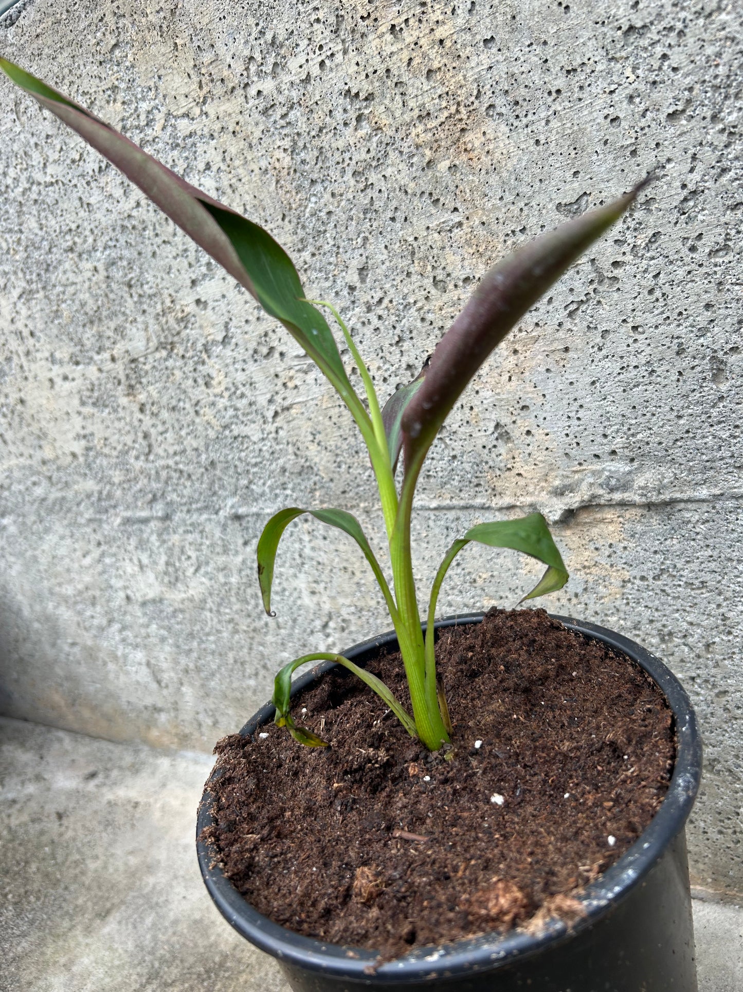 Musa Siam Ruby