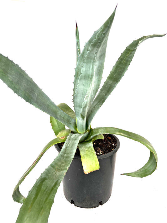 Agave Americana