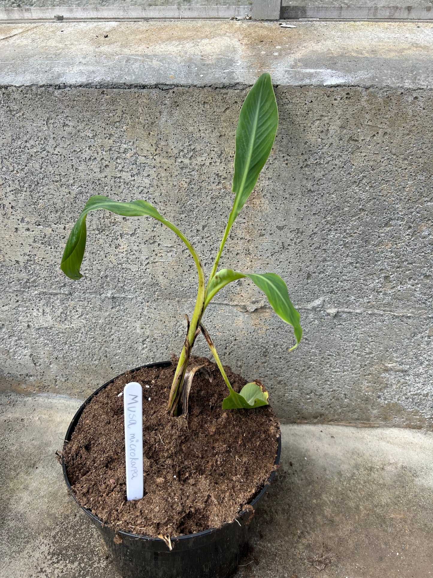 Musa microcarpa