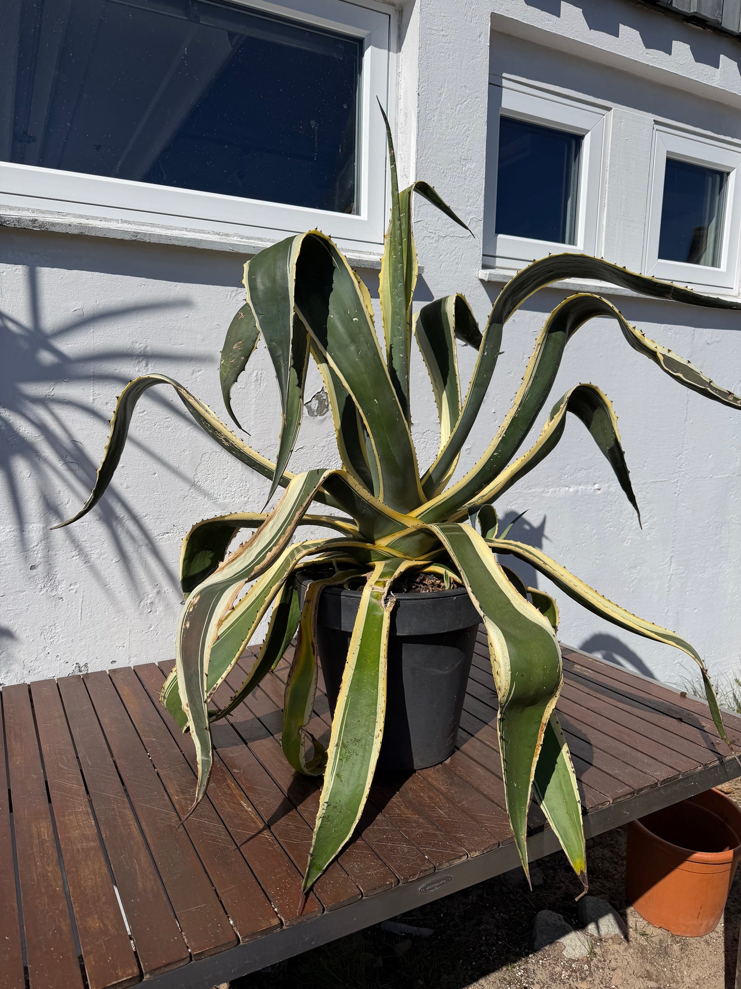 Agave Americana Variegata