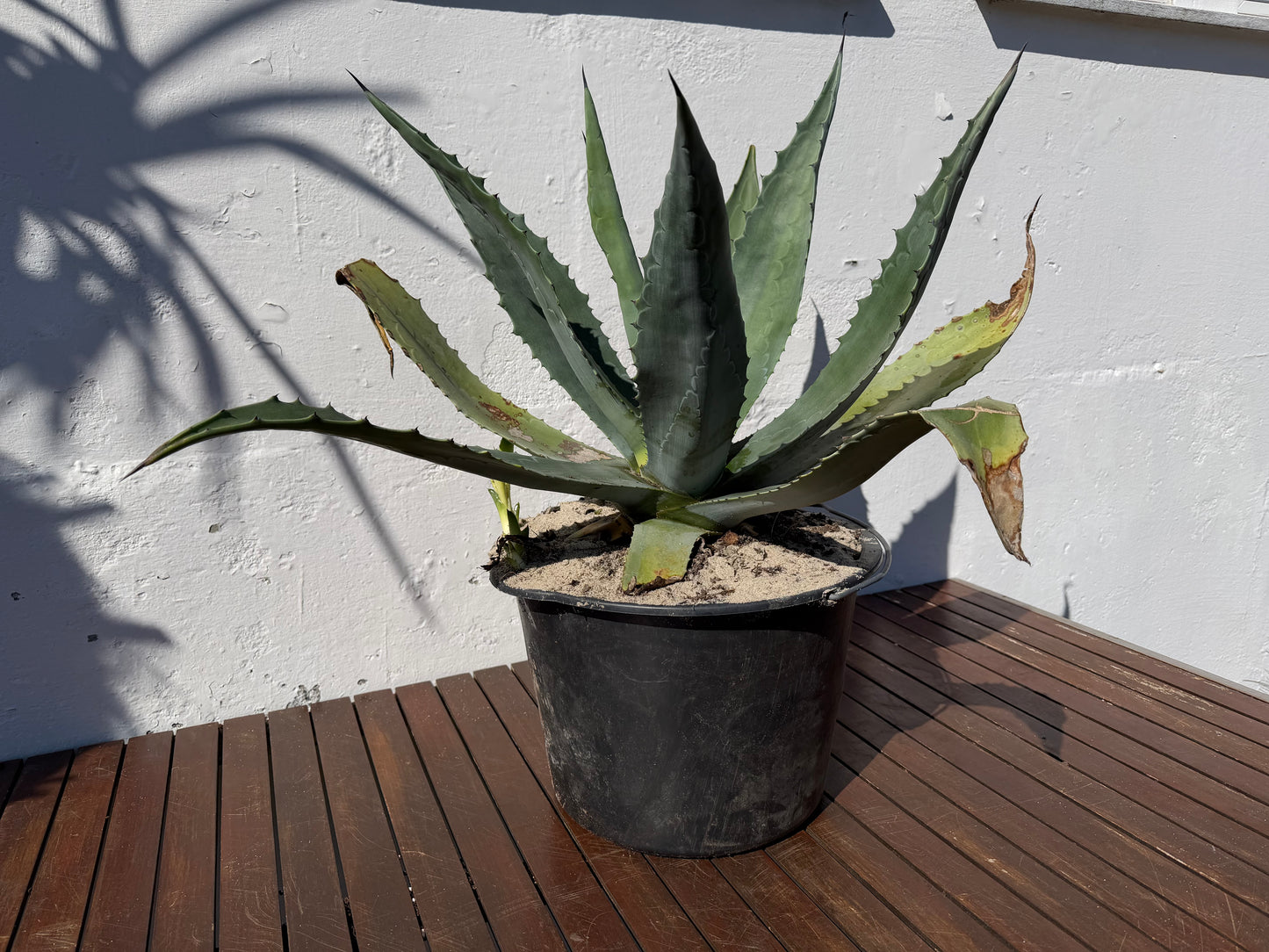 Agave Americana