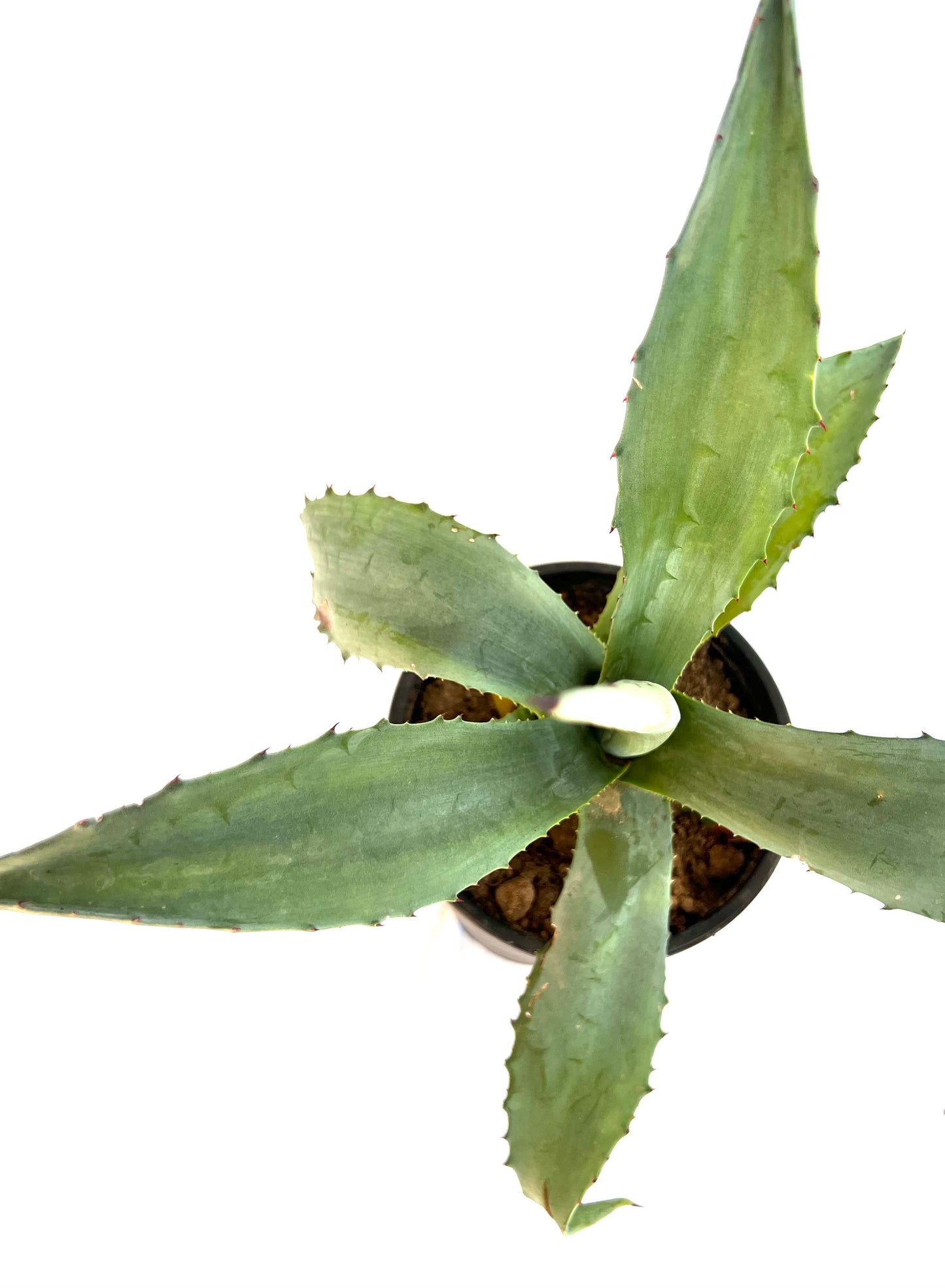 Agave Americana 3L