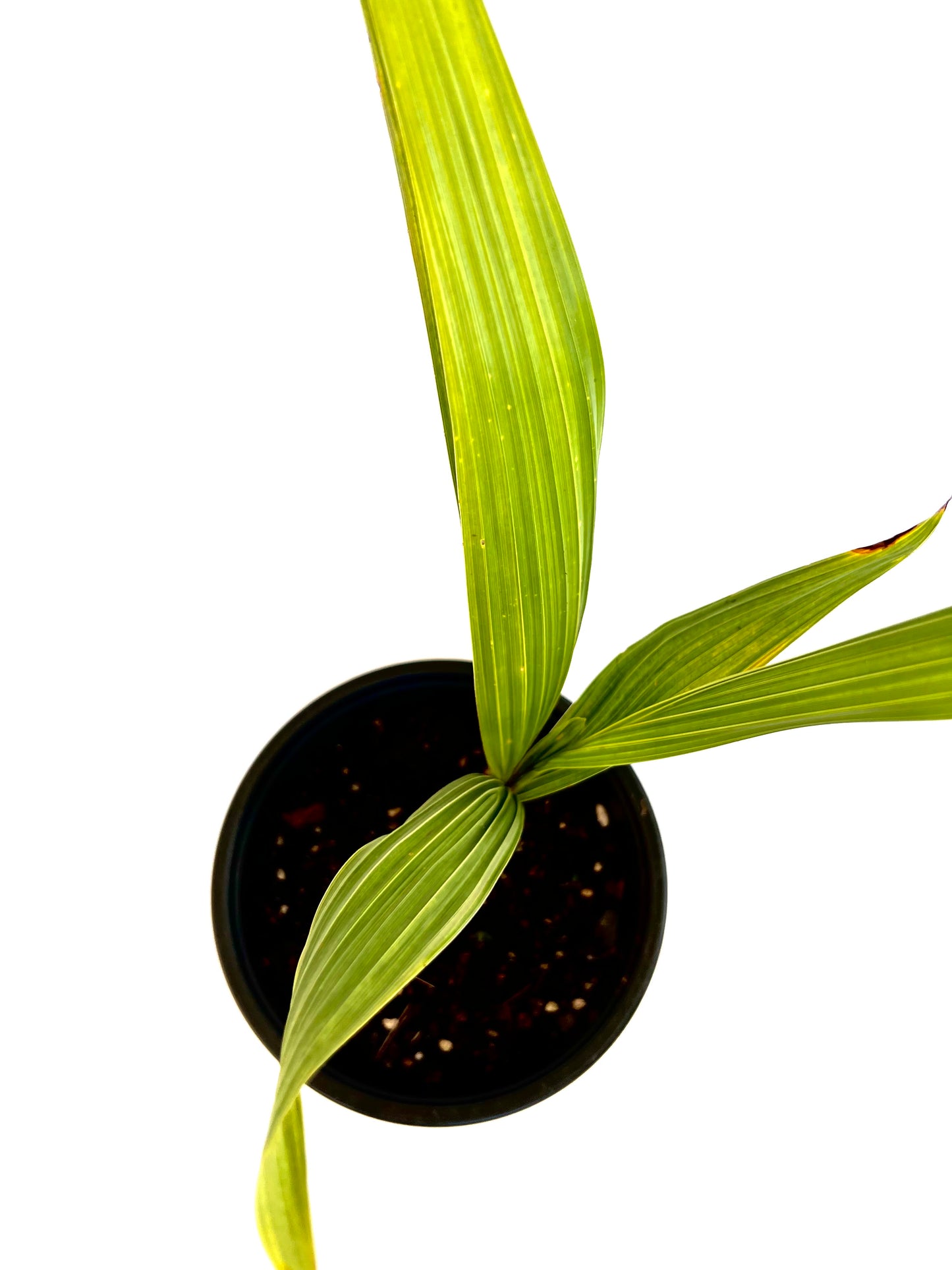 Beccariophoenix Alfredii