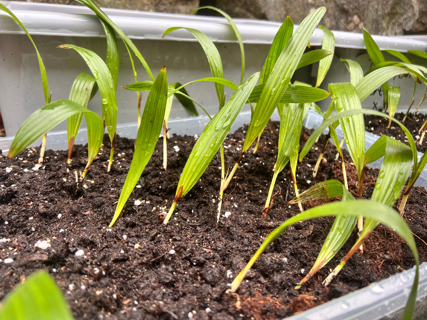 Trachycarpus Wagnerianus frøplante