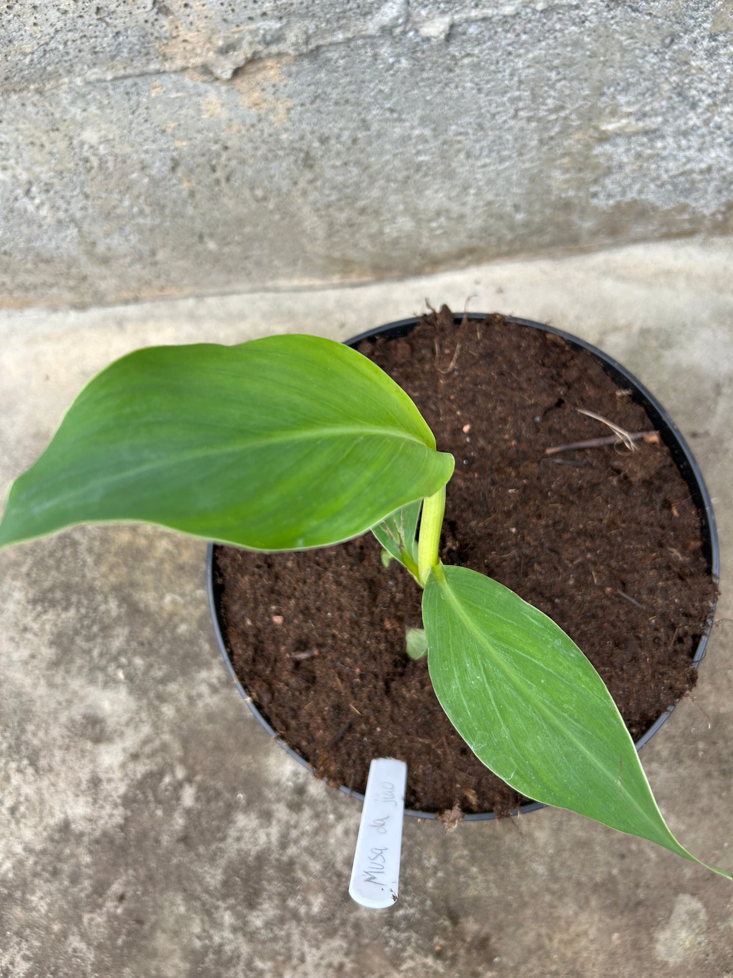 Musa da jiao
