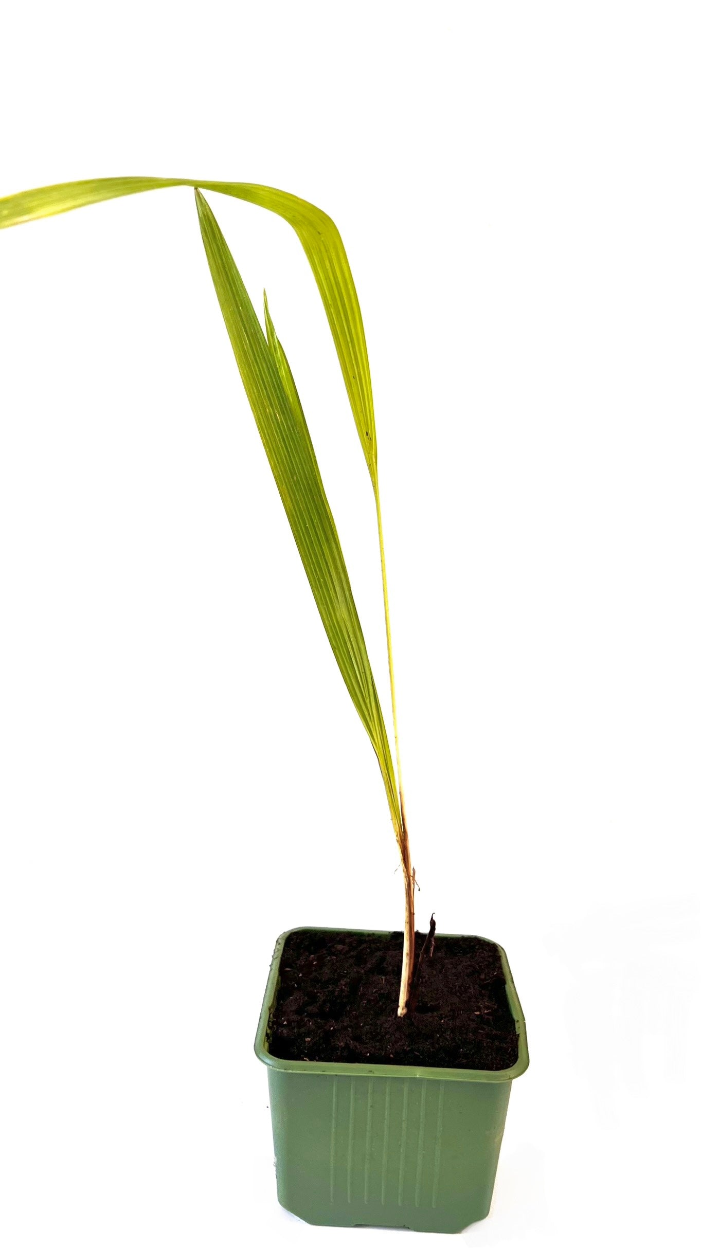 Trachycarpus Nova (barrot)