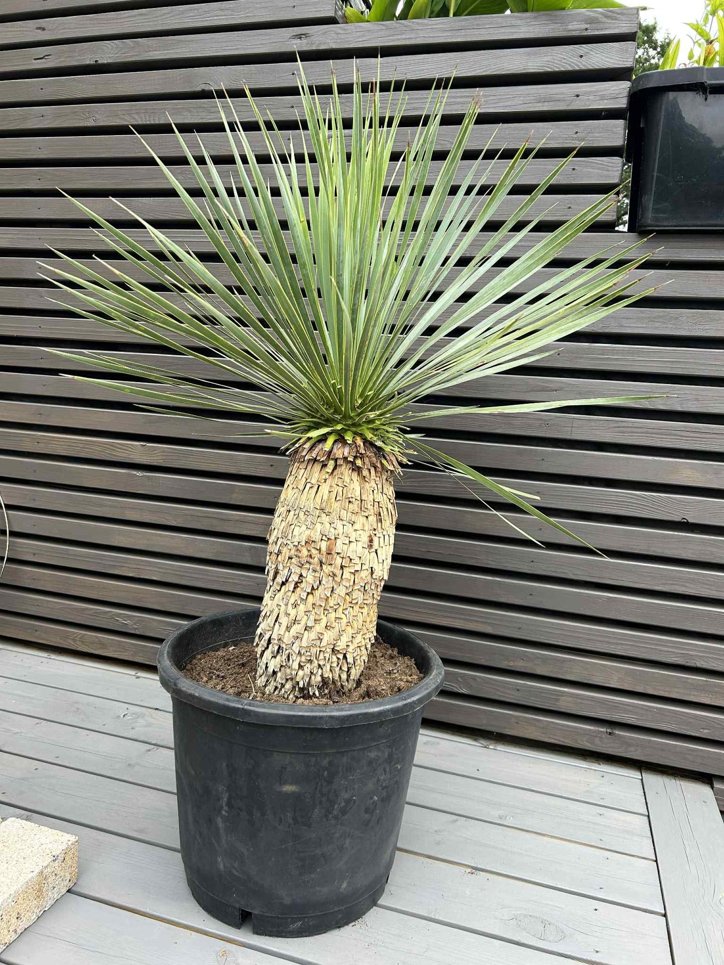 Yucca Rostrata 38cm