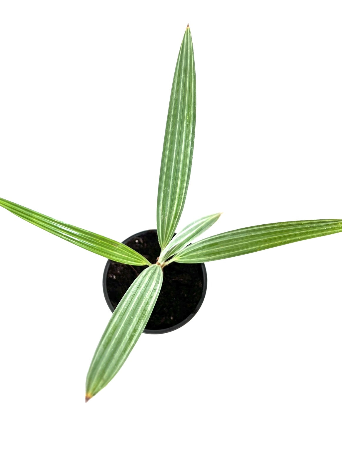 Brahea Armata
