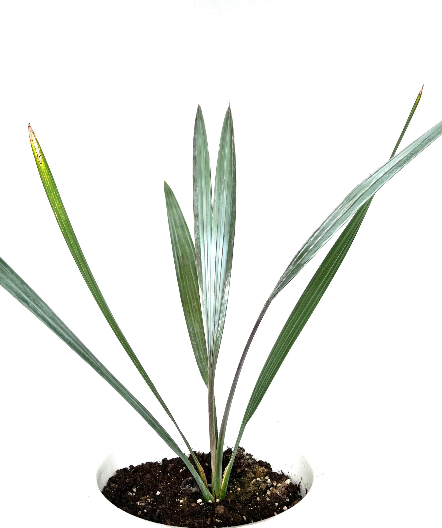 Bismarckia nobilis 'Silver'