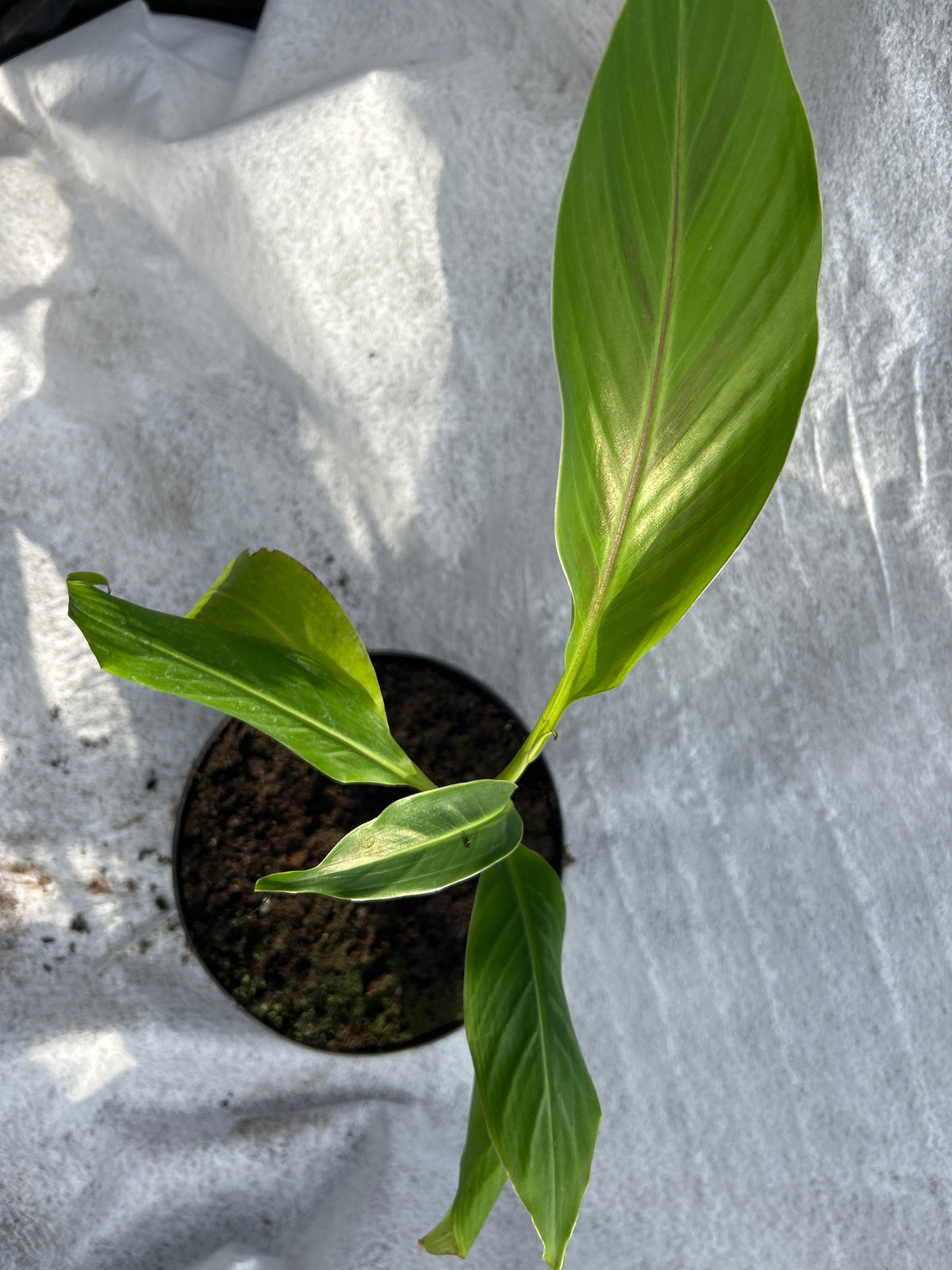 Musa sikkimensis