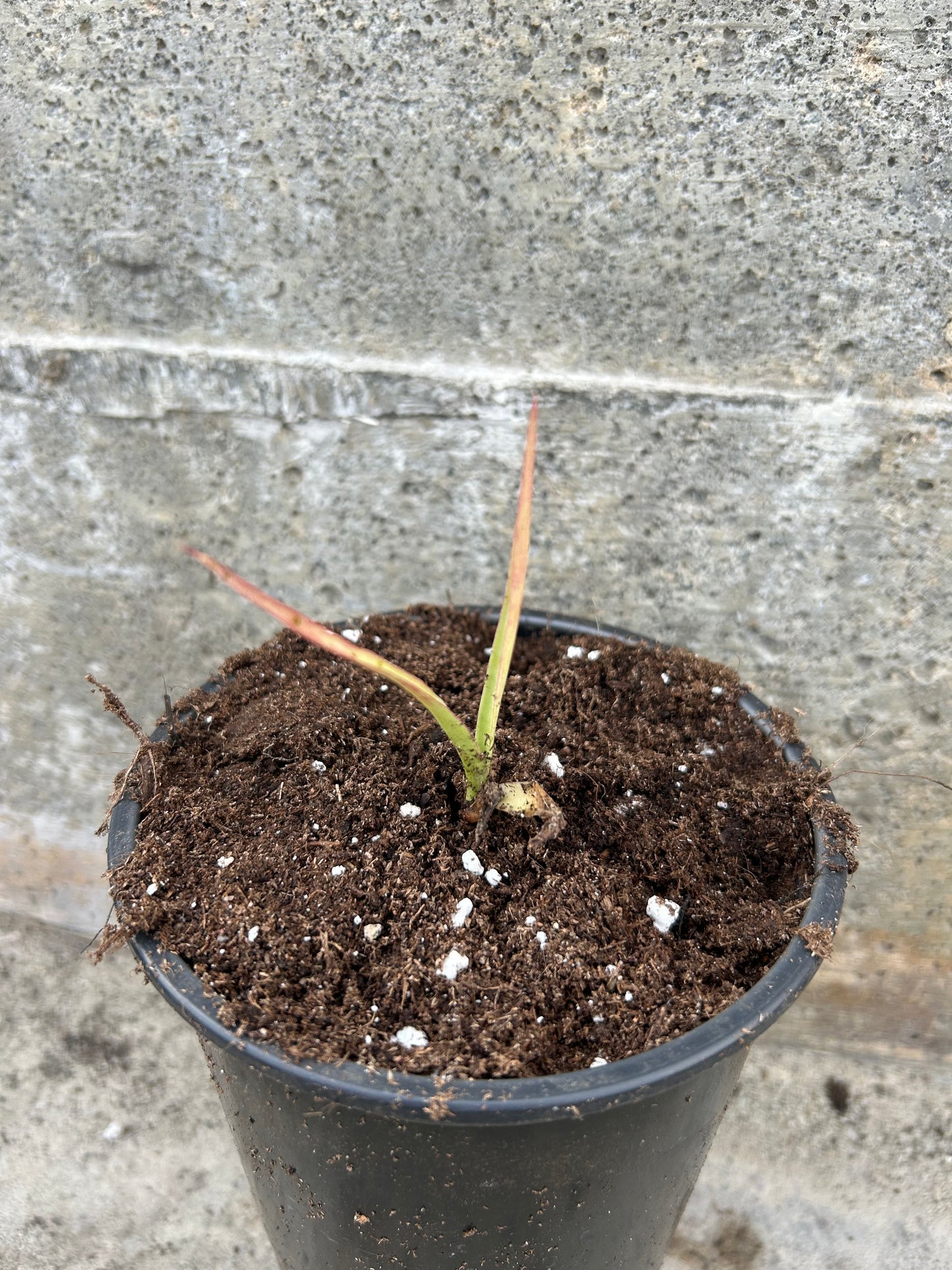 Yucca Aloifolia