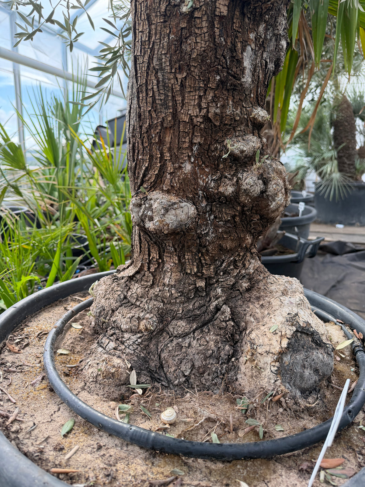 Olea Europea
