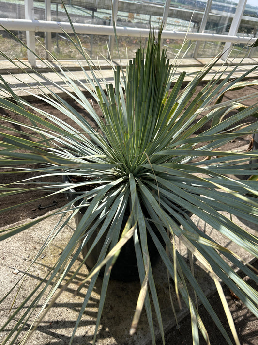 Yucca Rostrata Super Blue